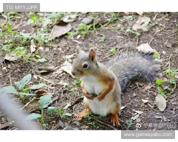 亚博体育app网址入口更新公告,及时掌握最新登录地址与维护信息 亚博体育app网址入口更新公告,及时掌握最新登录地址与维护信息